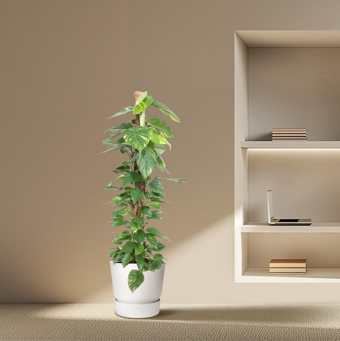 Epipremnum aureum „Mosstok“ | Efeutute am Moosstab – Pflegeleicht &amp; Luftreinigend