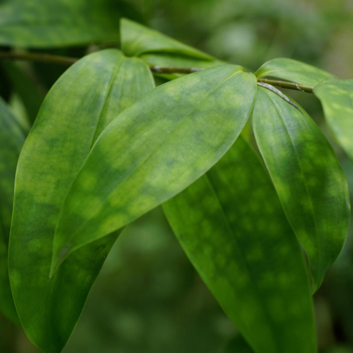Dracaena surculosa - Drachenbaum mit Korb - Höhe 60-70cm