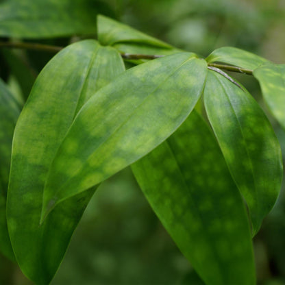 Dracaena surculosa - Drachenbaum mit Korb - Höhe 60-70cm
