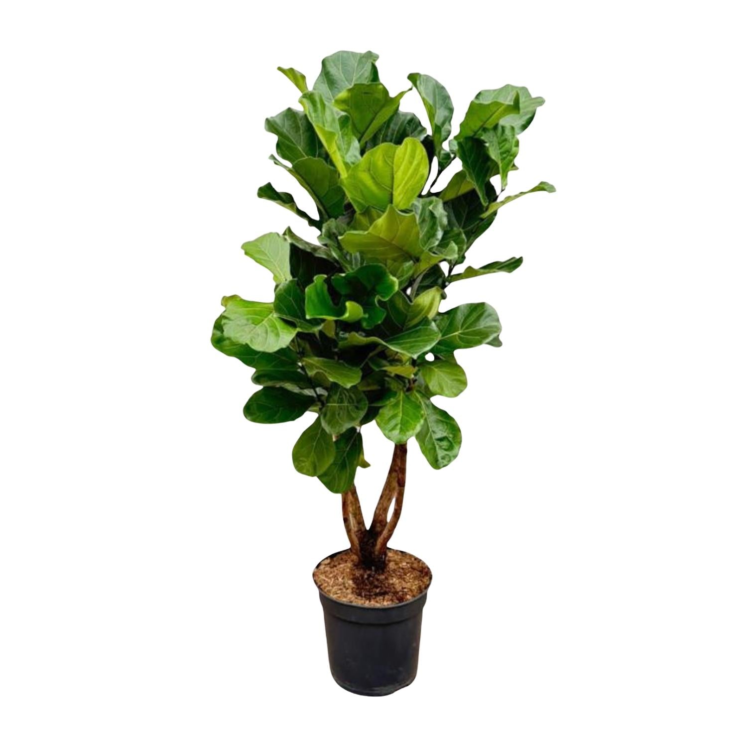 Ficus Lyrata auf Stamm 140 - 270cm kaufen – Elegante Geigenfeige für Innen