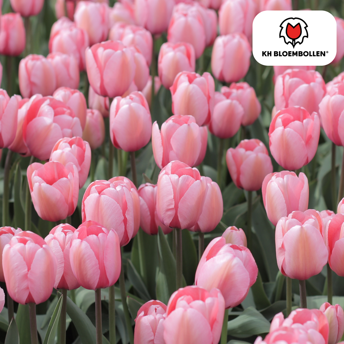 Tulpenzwiebeln Apricot Delight | 20 Stück