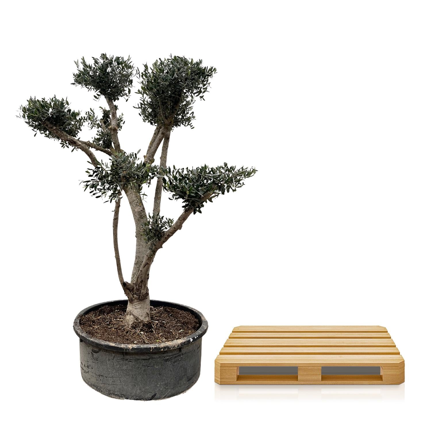 Olea europaea ‘Pompon’ – Bonsai-Olivenbaum im Topf