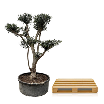Olea europaea ‘Pompon’ – Bonsai-Olivenbaum im Topf
