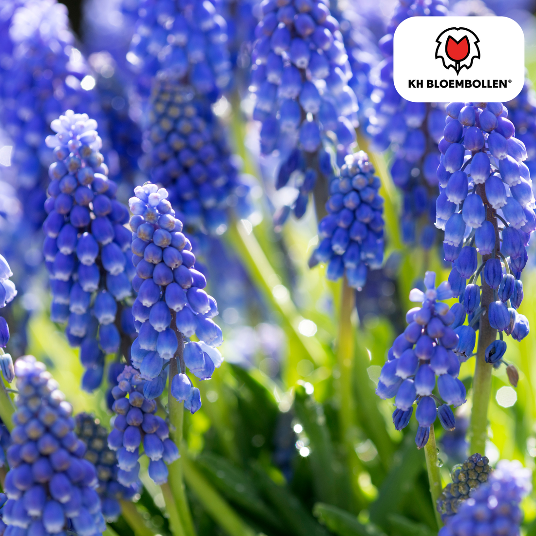 Muscari Blue Moon – 20 Stück | Zarte Traubenhyazinthen