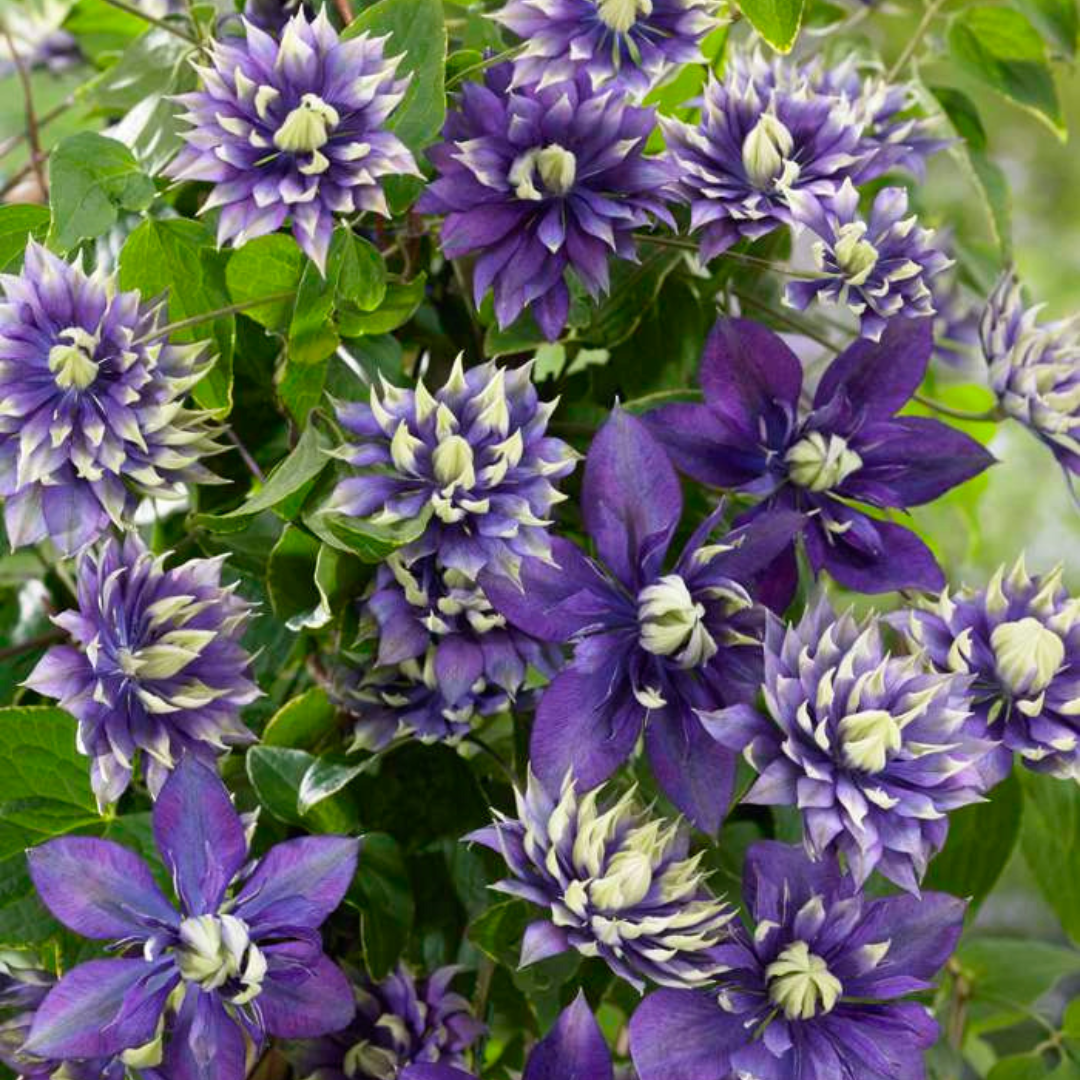 Waldrebe – Clematis &