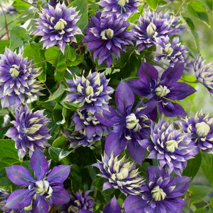 Waldrebe – Clematis &