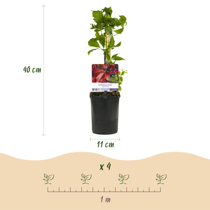 Wilde Wein - Parthenocissus Engelmannii - Blatt Grün später Rot - Wenig Pflege - 2 Pflanzen - Topf 11cm Höhe 40cm