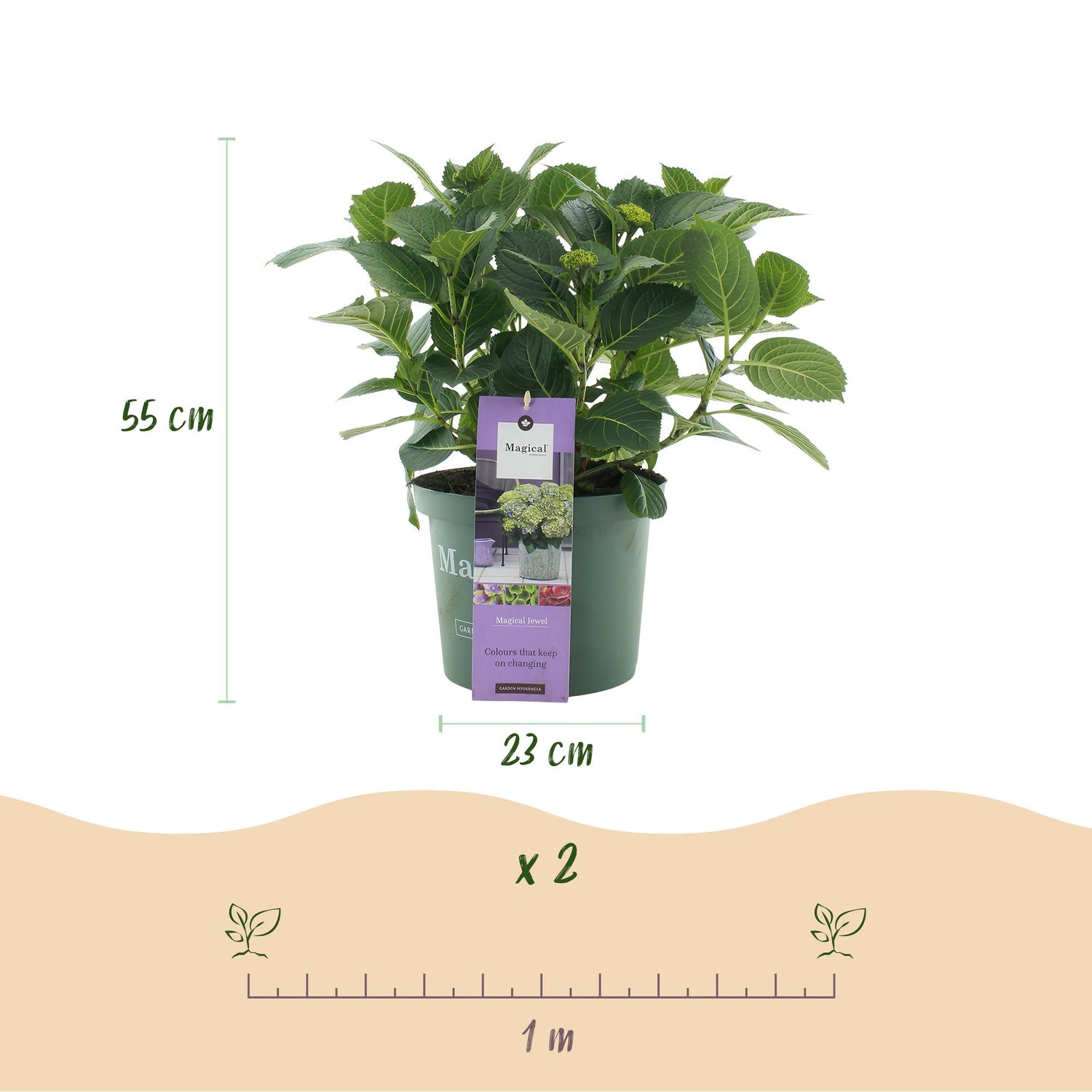 Balkon-Hortensie Blau – 2 Pflanzen – 6–10 Blüten – Ø23 cm Topf – Höhe ca. 55 cm