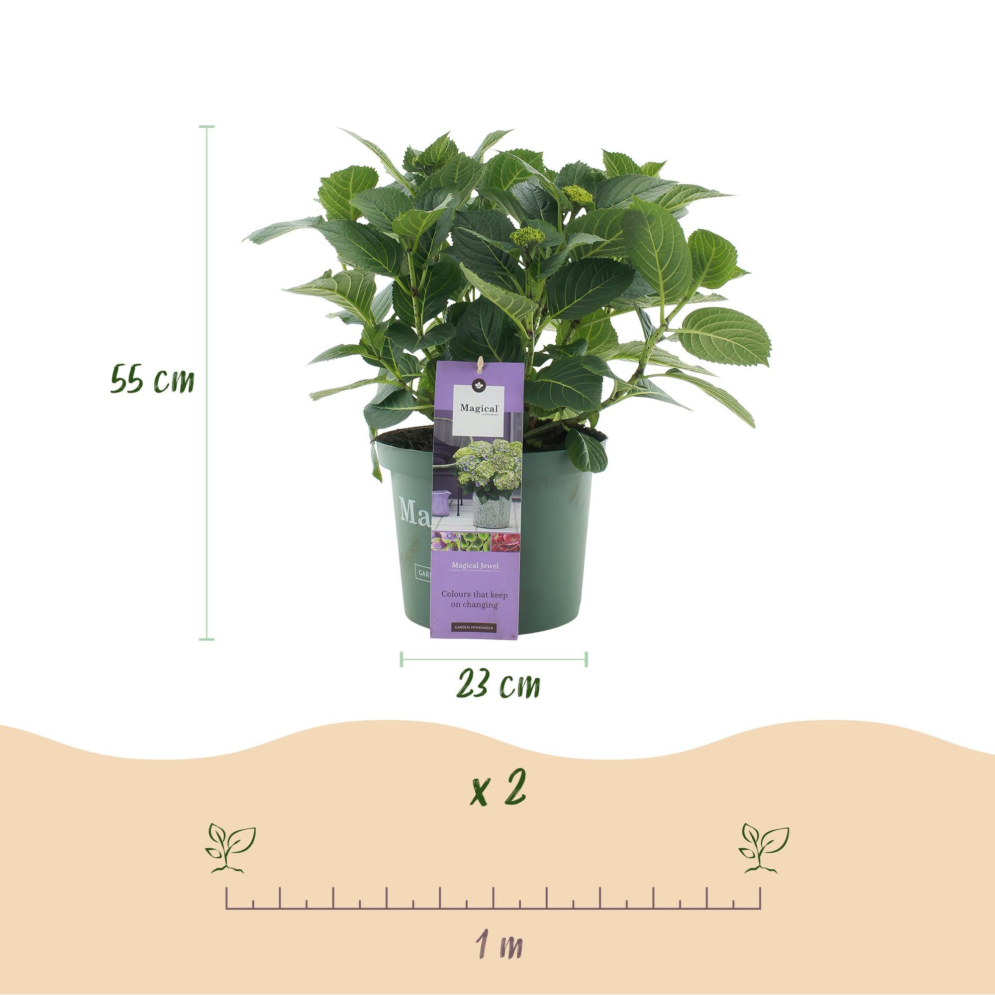 Balkon-Hortensie Blau – 2 Pflanzen – 6–10 Blüten – Ø23 cm Topf – Höhe ca. 55 cm