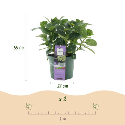 Balkon-Hortensie Blau – 2 Pflanzen – 6–10 Blüten – Ø23 cm Topf – Höhe ca. 55 cm