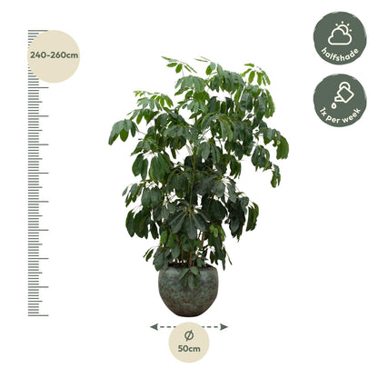 Schefflera Amate XL - 220 cm - ø45