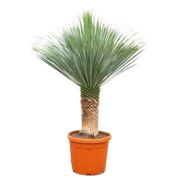Yucca rostrata – Robuste Palmlilie für Garten &amp; Zuhause