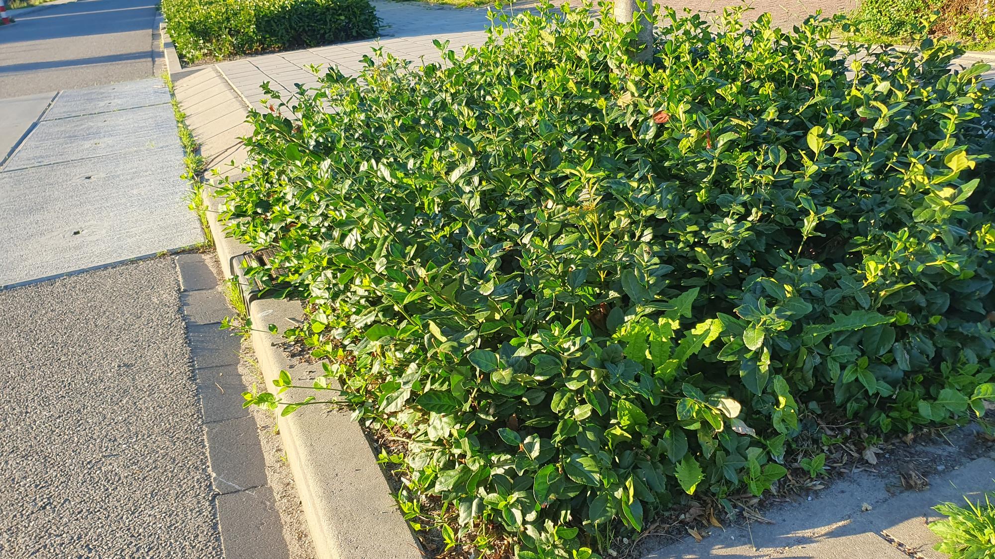 24x Euonymus fort. &