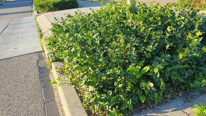 24x Euonymus fort. &