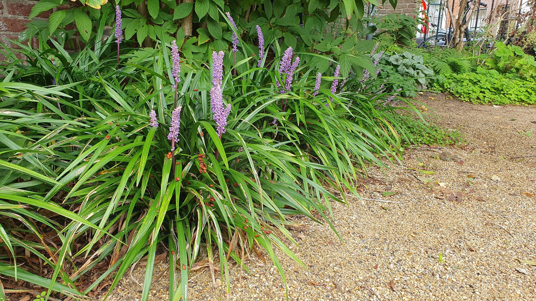 24x Liriope muscari &