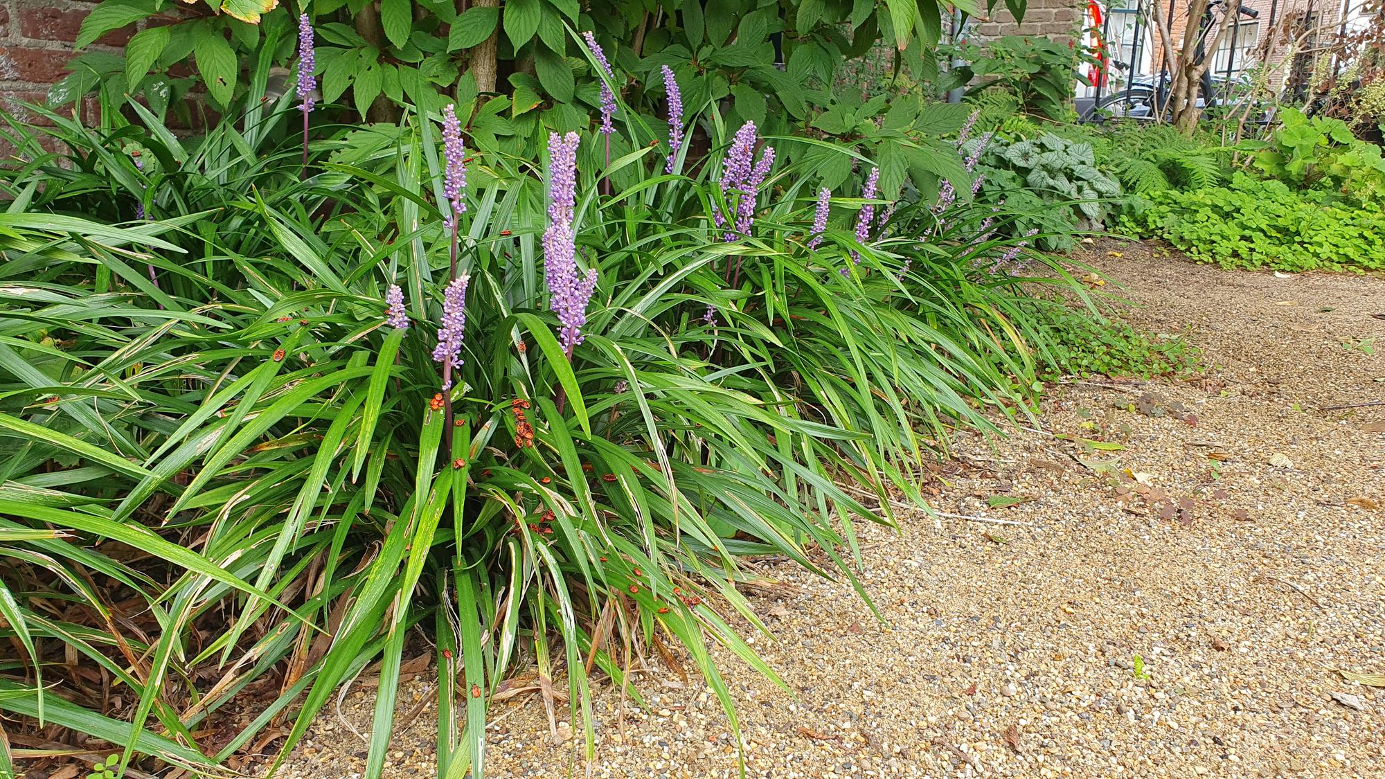 24x Liriope muscari &