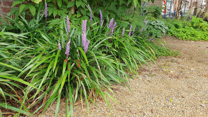 24x Liriope muscari &