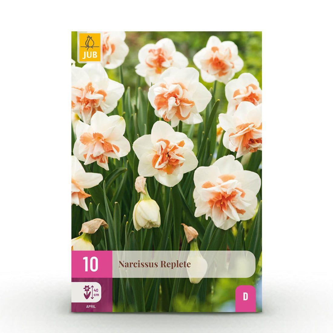 Blumenzwiebeln Narzisse Replete | 10 Stück Weiß-Orange – Zwiebelgröße 10/12 – XXL Pack