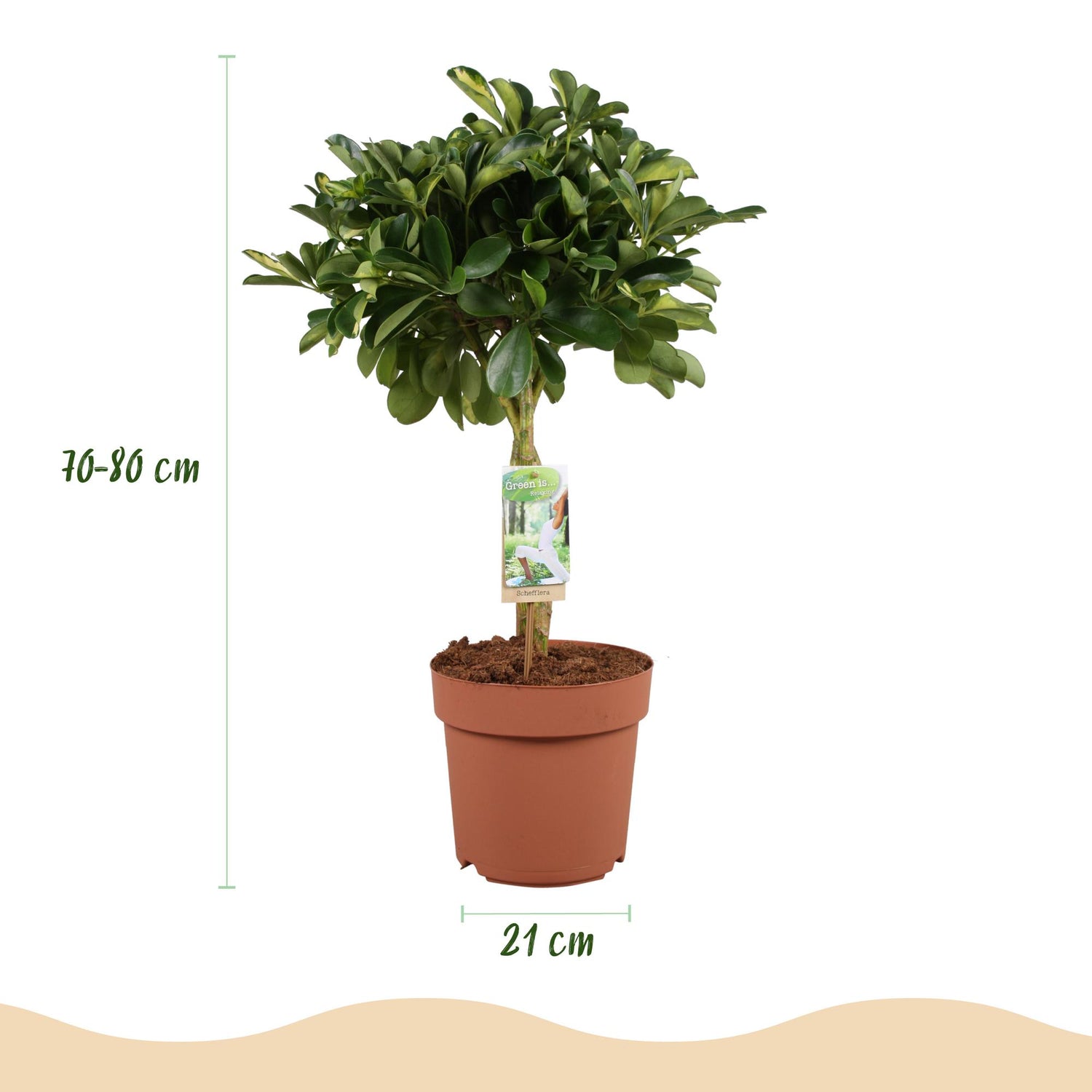 Schefflera Gold Capelle - Fingerbaum mit Potter Topf Weiß oder Grau Höhe 70-81cm