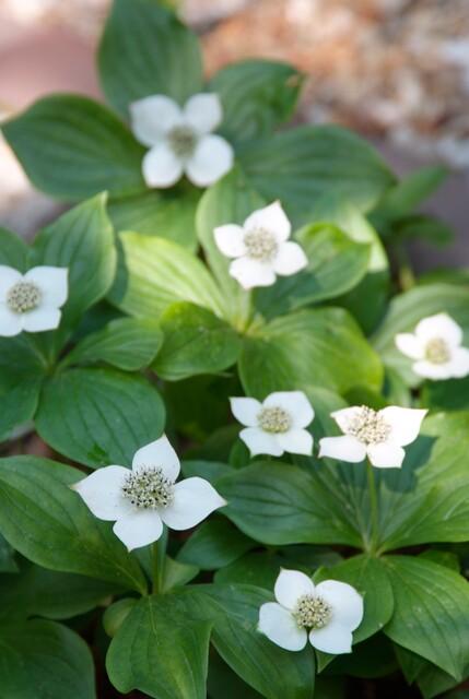 24x Cornus canadensis – Kanadischer Hartriegel-Bodendecker für Natur- &amp; Schattengärten – Höhe 10–25 cm – Ø 9 cm
