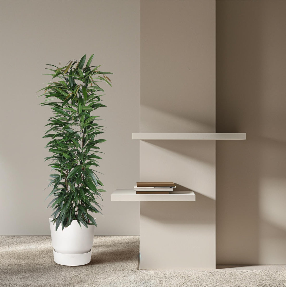 Ficus Alii King – Elegante Bananenpflanze für Innenräume